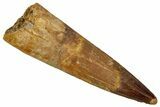 Fossil Spinosaurus Tooth - Real Dinosaur Tooth #354807-1